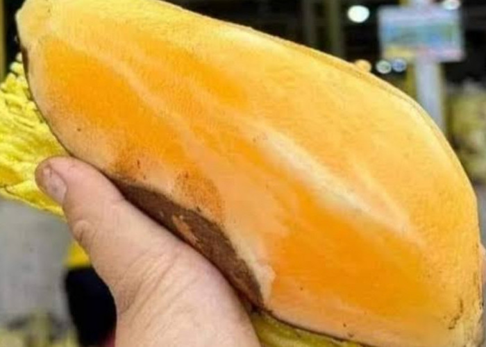 Memiliki Kandungan Nutrisi Penting , Ubi Yacon Juga Menawarkan perawatan kulit secara alami