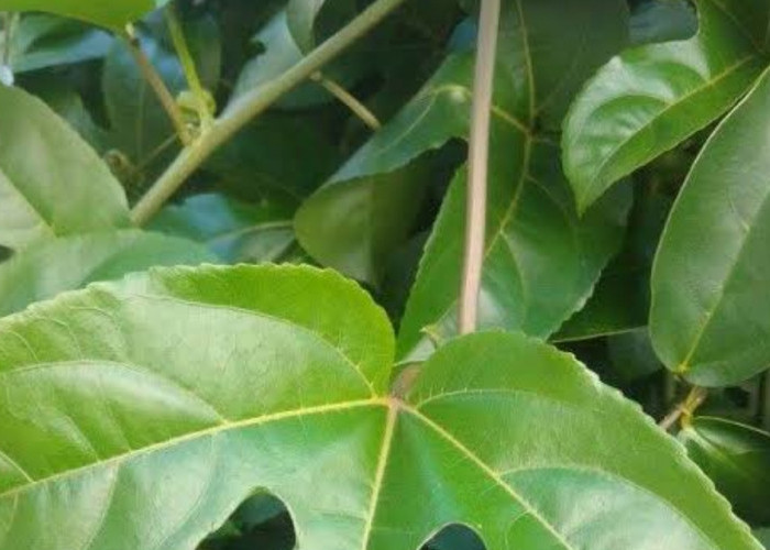Siapa Sangka Daun Merkisa Memiliki Berpotensi Dalam Menurunkan Tekanan Darah Tinggi, Simak Selengkapnya