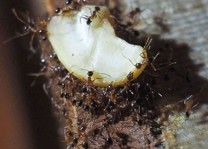 Mendeteksi dan Cara Basmi Semut, Hanya dengan 4 Bahan Ini Pergi Dengan Sendirinya