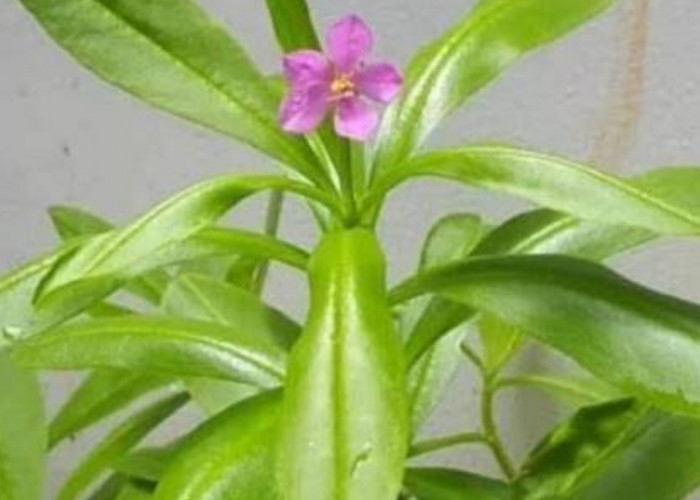 Solusi Alami, Ini Manfaat Tanaman Ginseng Jawa Dalam Mencegah Kelelahan