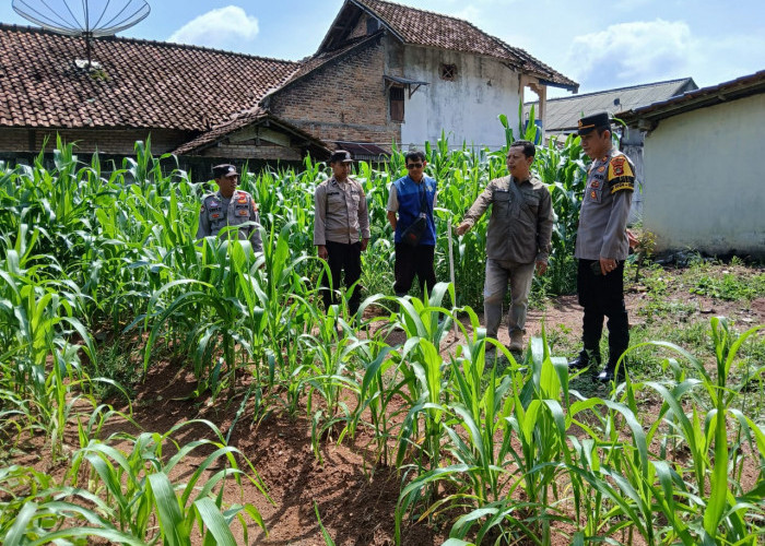 Kapolsek BP Peliung IPTU Wilson Cek Penanaman Jagung