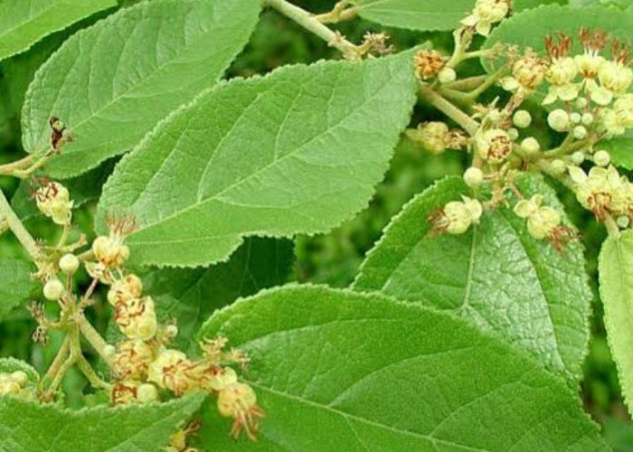 Solusi Alami, Dalam Mempercepat Proses Penyembuhan Pemulihan Cedera dengan Daun Jati Belanda