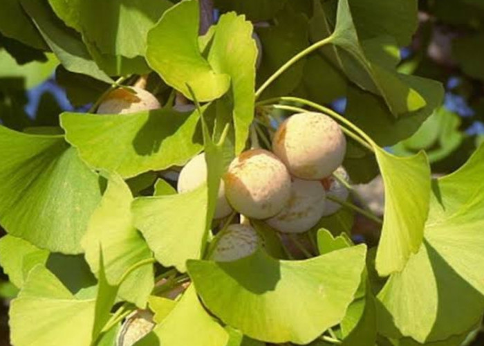 Mengatasi Sakit Kepala dengan Daun Ginkgo Biloba: Solusi Alami yang Menjanjikan