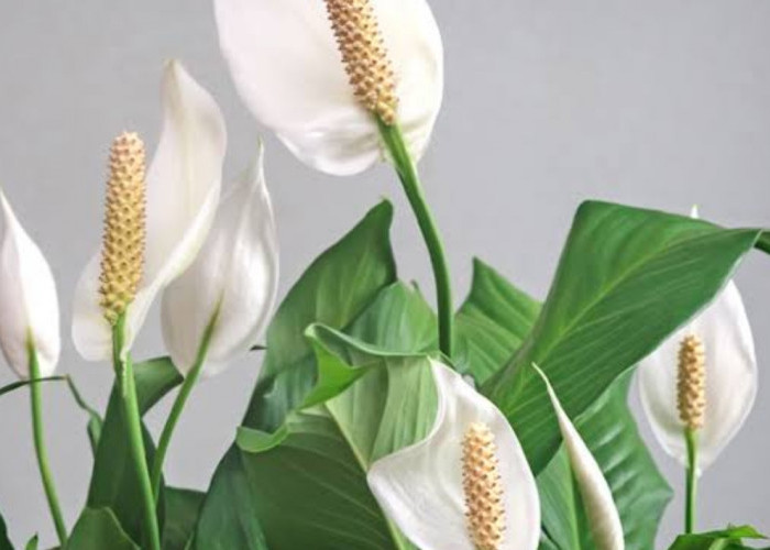 Bunga Peace Lily: Solusi Alami untuk Menyaring Udara di Dalam Ruangan
