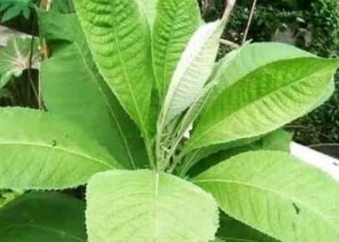 Teh Daun Sembung: Solusi Alami untuk Mengobati Magh