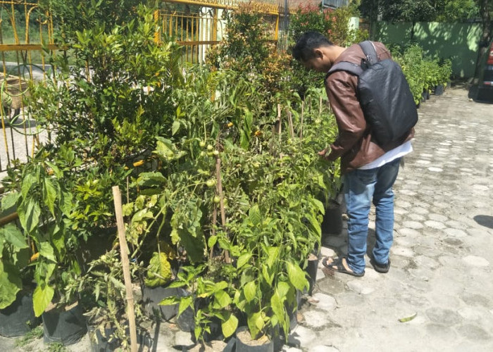 Praktis, Tanam Sayur Cukup Gunakan Polybag