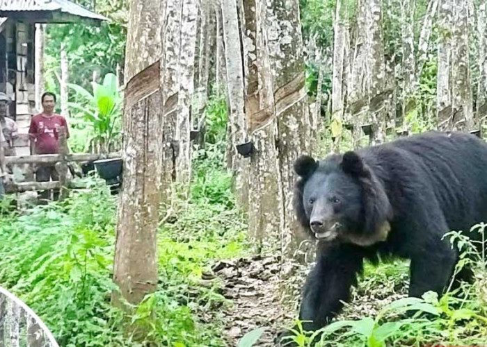 Teror Beruang di Kebun Karet Resahkan Warga Banjar Sari OKU