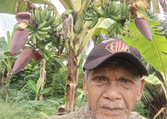 Unik, Pohon Pisang Jenis Ambon di OKU Timur Berbuah 3 Tandan