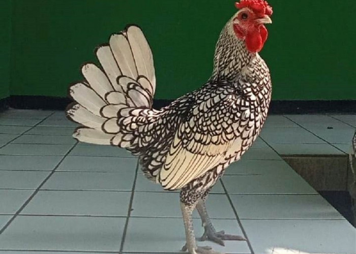 Cantiknya, Ini 5 Rekomendasi Ayam Hias yang bisa Dikoleksi di Rumah