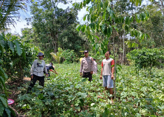 Dukung Program Pangan Nasional, Polsek BP Peliung Kontrol Pertumbuhan Tanaman Kacang