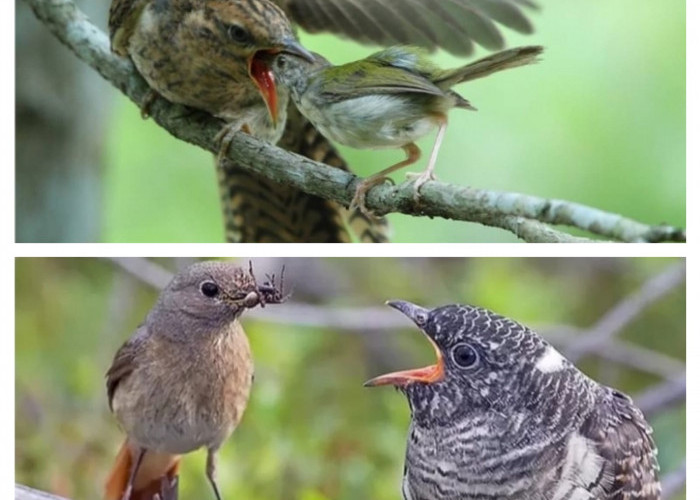 Burung Kadasih Memiliki Mitos Menyeramkan, Mulai dari Suara hingga Kelakuannya dari Piyek Hingga Dewasa