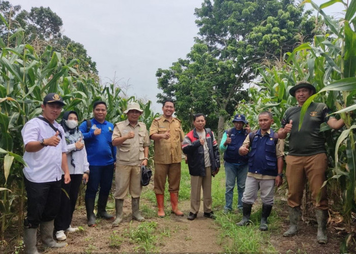 Petani Sumringah Harga Jagung Kering Naik