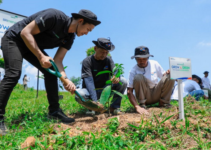 Pulihkan Hutan Bekas Tambang, Aksi Nyata Kelompok Tani Selamatkan Lingkungan Bersama BRI Menanam-Grow & Green