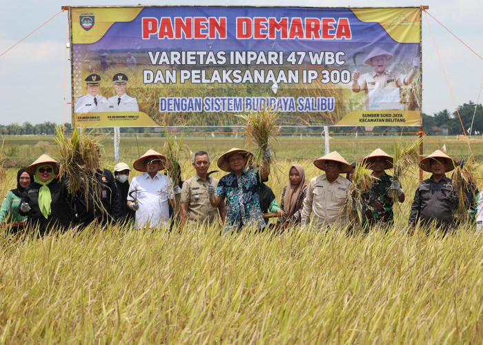 Bupati Enos Catatkan Sejarah Baru, Produksi Padi di Kabupaten OKU Timur Tembus 10 Besar Tingkat Nasional