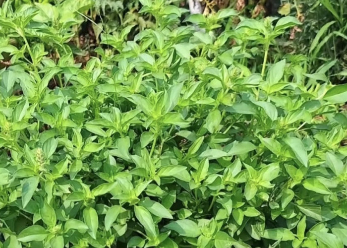 8 Manfaat Kemangi, Salah Satunya Dapat Menjaga Kesehatan Kulit