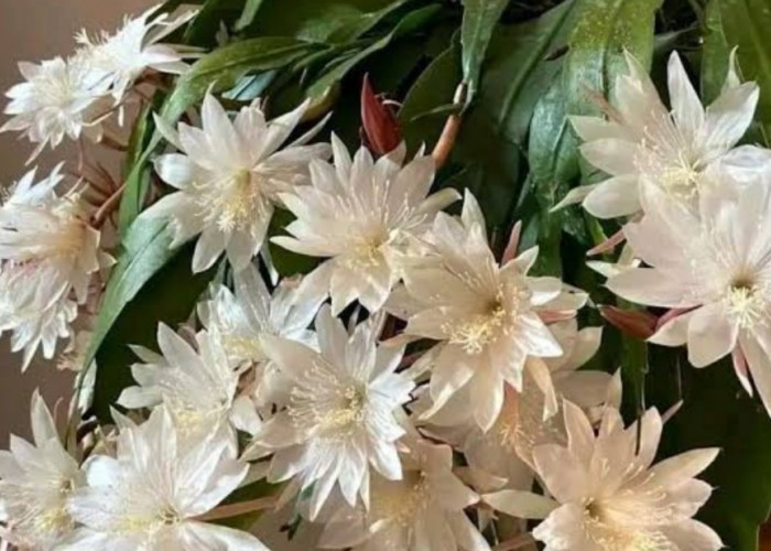 Daun Wijaya Kusuma, Solusi Alami untuk Mengatasi Peradangan