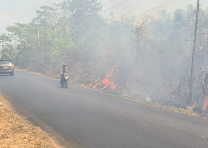 Kebakaran Lahan di Desa Keromongan, Timbulkan Kabut Asap, Jarak Pandang Pengendara Terganggu