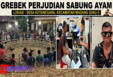 Sabung Ayam di Madang Suku II Digerebek, Polres OKU Timur Tangkap Penyedia Lapak