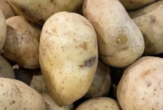 Kentang,Sumber Energi yang Kaya Manfaat Kesehatan 