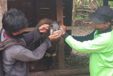 Stok Hewan Kurban di OKU Timur Surplus, Melimpah hingga 27 Ribu Ekor