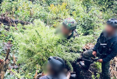 TNI-Polri Bongkar Ladang Ganja di Pegunungan Bintang, 135 Batang Diamankan