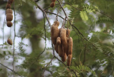 Asam Jawa atau Asem Jawa, Memiliki Manfaat yang Luar Biasa Bagi Kesehatan Tubuh