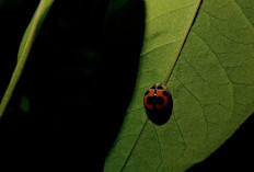 Abadikan Keindahan Alam dengan 108MP Macro Camera Tecno Camon 20 Premier 5G