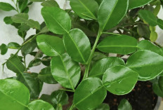 Rahasia Alami Mengatasi Kesshatan Mulut dengan Daun Jeruk