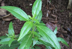 5 Bahan Obat Alami Mengatasi Penyakit Liver