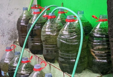 Cara Budidaya Lele dalam Galon agar Air Tidak Cepat Bau, Panen Ikan Segar Sepanjang Tahun