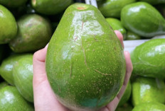 Alpukat: Solusi Obat Alami Menghilangkan Penyakit Kolestrol