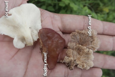 Manfaat Konsumsi Jamur, Obat Manjur Buat Kulit Anda Tetap Awet Muda