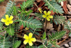 Mengenal Rujak Polo, 'Viagra Alami' yang Populer di Pasar Herbal Indonesia