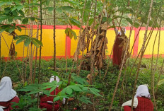 Kebun Sekolah Jadi Media Pendidikan Karakter dan Ketahanan Pangan