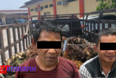 Curi Sawit dan Serang Satpam Pakai Golok, Dua Pria di OKU Timur Ditangkap Polisi