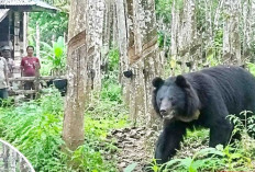 Teror Beruang di Kebun Karet Resahkan Warga Banjar Sari OKU