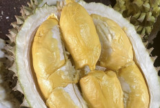 Manfaat dan Efek Samping Buah Durian untuk Kesehatan