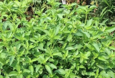 8 Manfaat Kemangi, Salah Satunya Dapat Menjaga Kesehatan Kulit